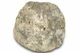 Fossil Iguonodontian Dinosaur (Tenontosaurus) Vertebra - Montana #322091-1